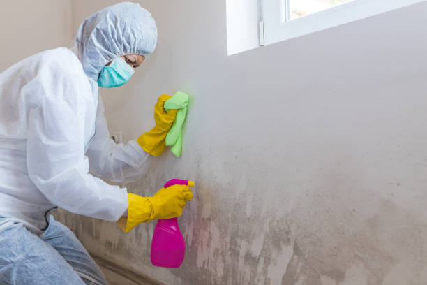 Best Industrial Mold Remediation in USA